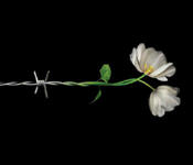 27 de enero, Día de la Memoria del Holocausto